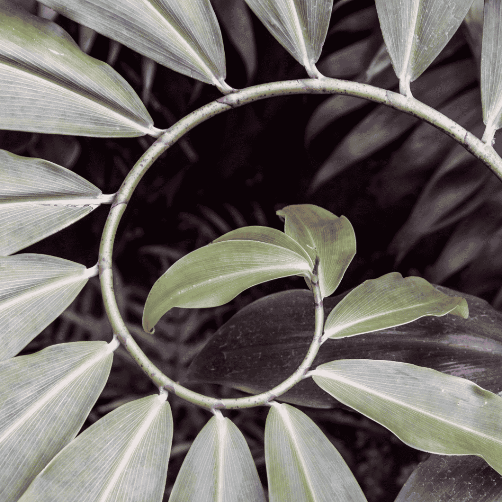 croissance d'une plante